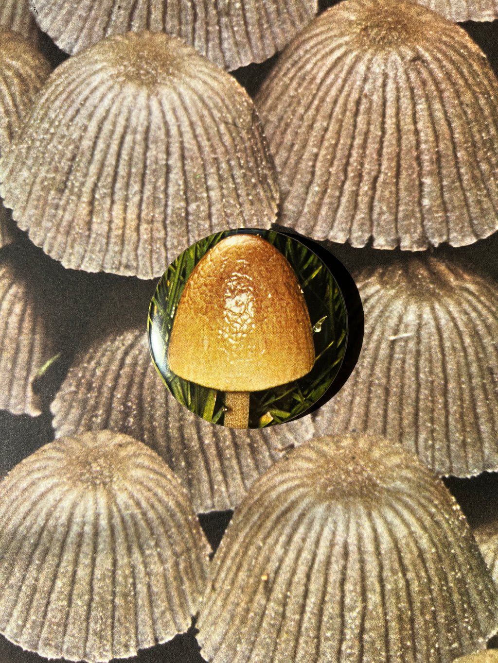 Mushroom Button